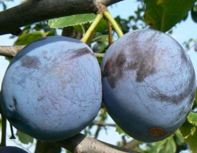 Slivka ´Durandzia´ jesenná, podp. Myrobalán, voľnok.