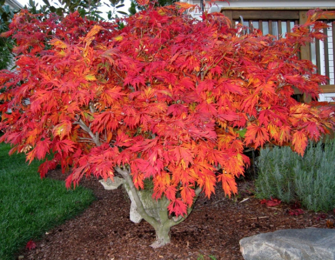 Javor japonský  ’Aconitifolium’