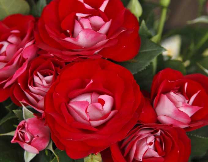 Ruža ´Rose der Einheit´