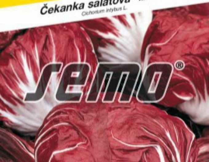 Semo Čakanka hlávková - šalátová ´Palla Rossa 3´