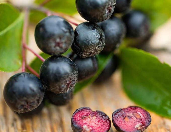 Aronia ´Nero´