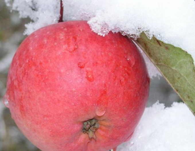 Jabloň "Fuji" zimná, podpn. A2, voľnok.
