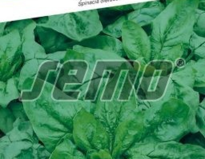 Semo Špenát siaty ´Monores´