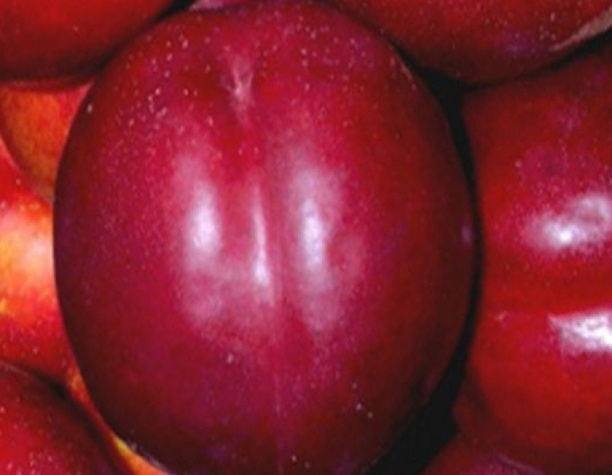 Nektarinka "Big Top" skorá