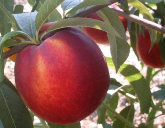 Nektarinka "Venus" neskorá, podp.GF677, voľnok.