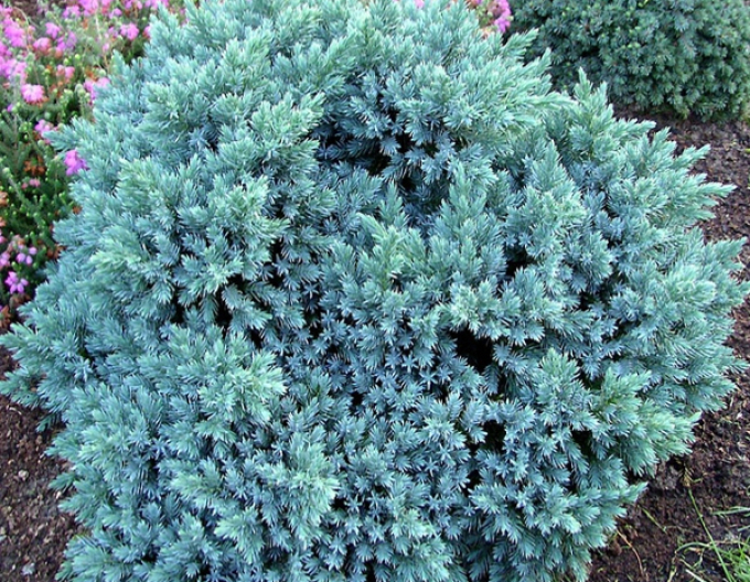 Borievka šupinatá "BLUE STAR"