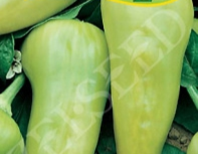 Zelseed Paprika sladká na rýchlenie ´Duval F1´