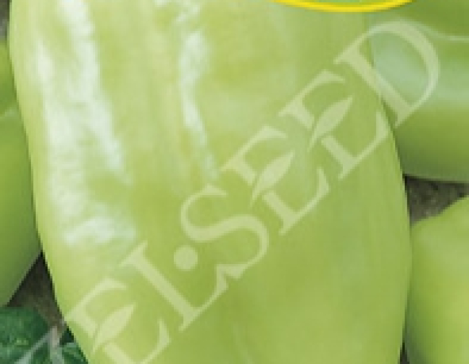 Zelseed Paprika sladká na rýchlenie ´Nova´