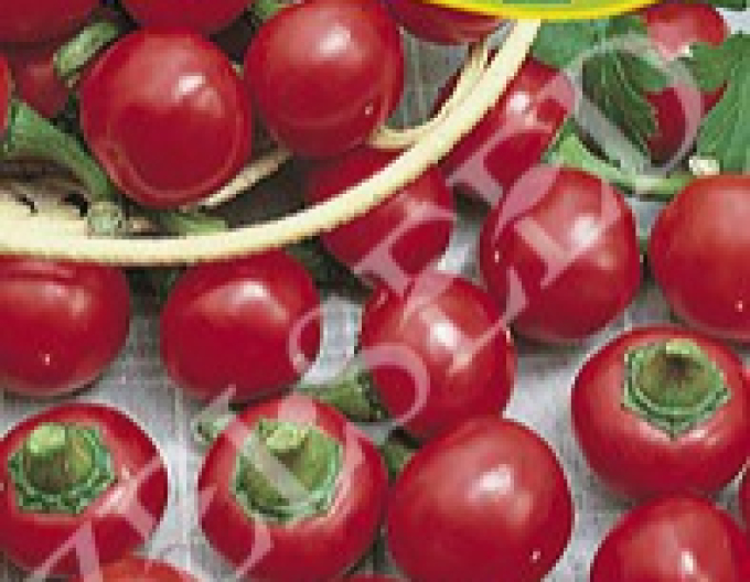 Zelseed Paprika čerešňová štiplavá ´Korál´