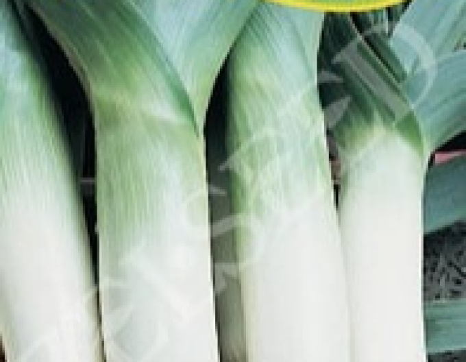 Zelseed Pór pestovaný ´Leonard´