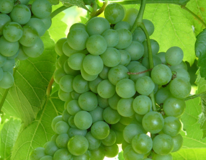 Vinič stolový ´Diamant´, kont. 2L