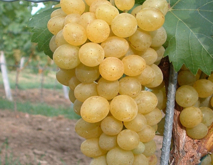 Vinič stolový ´Suzi´, kont. 2l