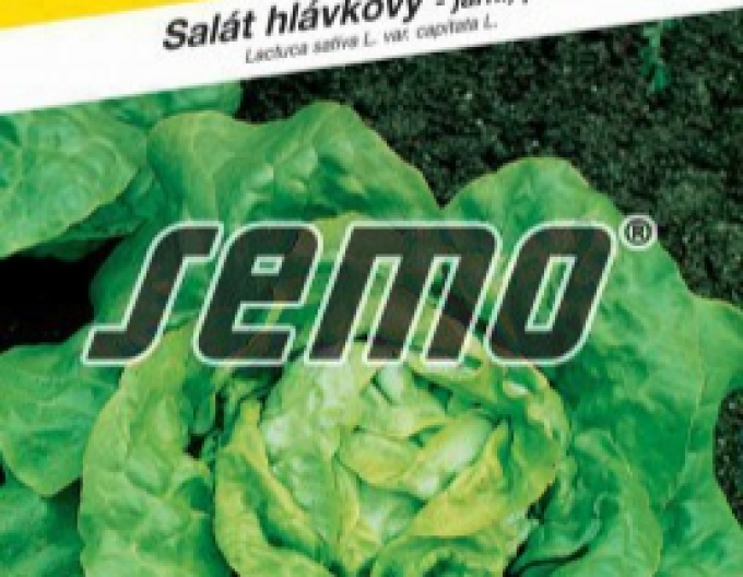 Semo Šalát jarný ´Král máje I.´