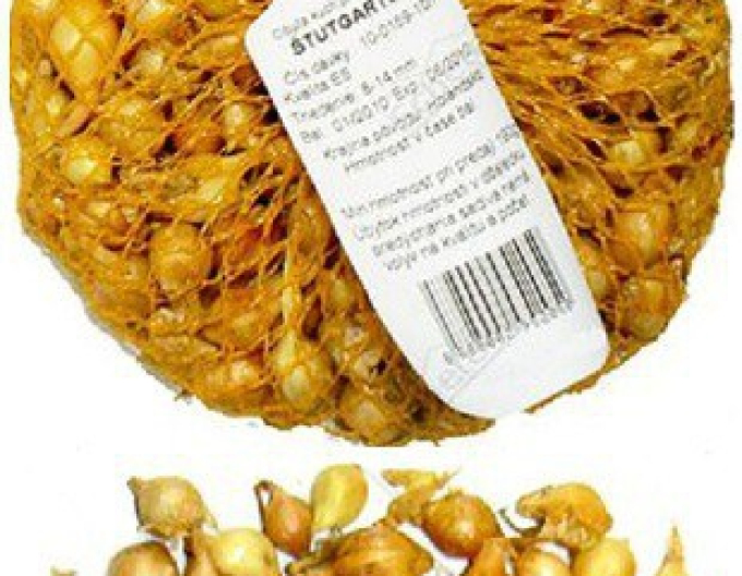 Cibuľa sadzačka ´Štutgartská´  8/16  0,5kg