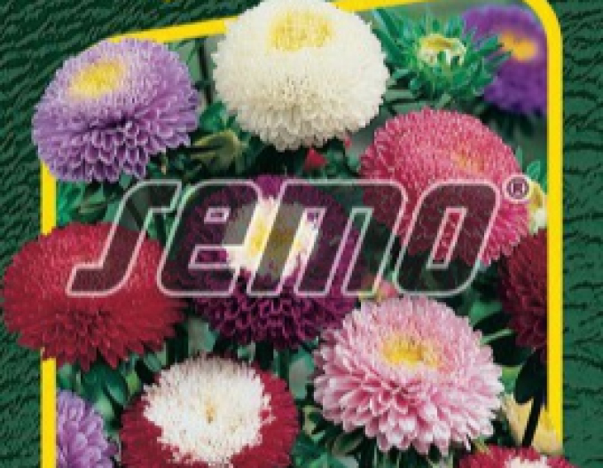 Semo  Astra čínska ´Pompon Zmes´