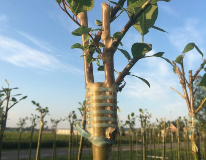 Štepárska gumička 100x3,5mm