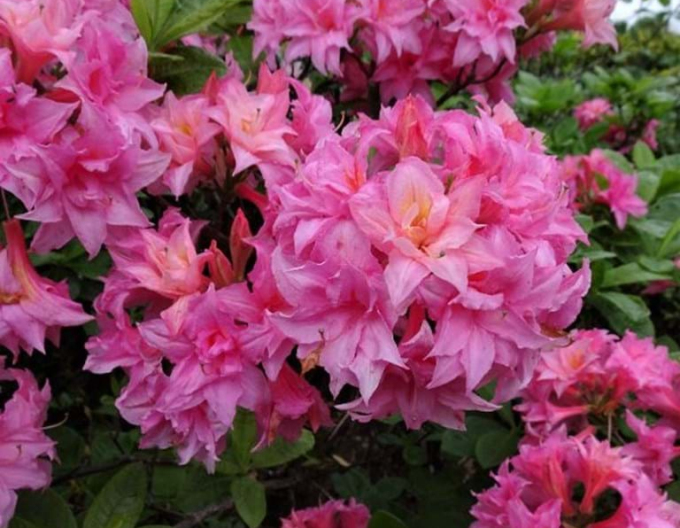 Azalka veľkokvetá "Homebush"