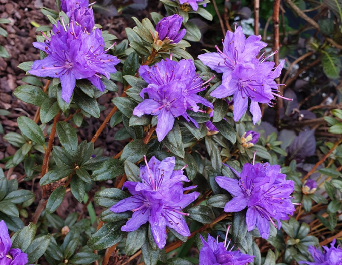 Rododendrón ´Gletschernacht´