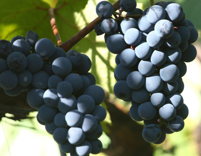 Vinič stolový ´Nero´