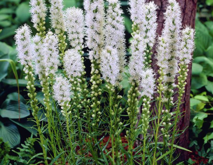 Liatra  ’Floristan White’