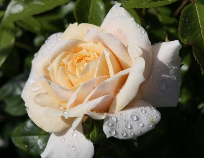 Ruža ´Lions Rose´