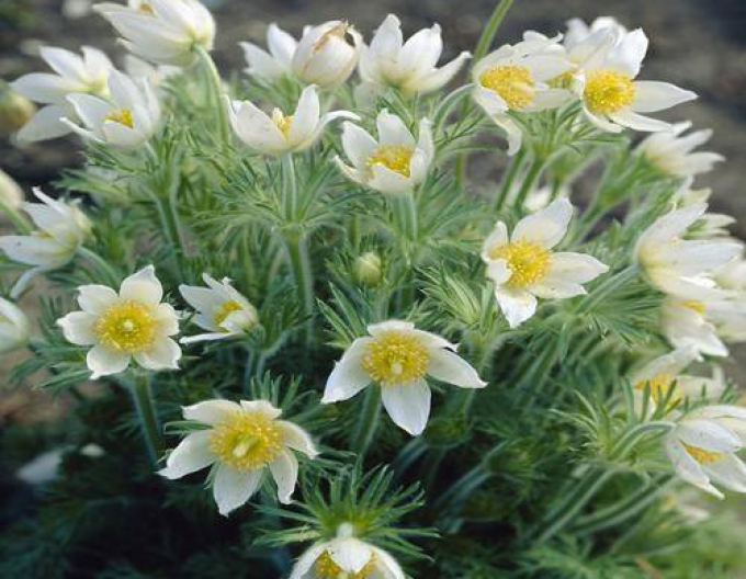 Poniklec obyčajný  ´Pinwheel White´