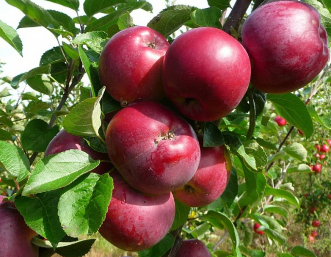 Jabloň ´Spartan´ 5l