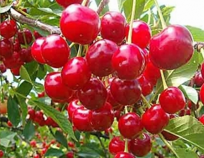 Višňa ´Kelleris´ neskorá, podp. Mahalebka, voľnok.