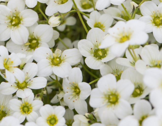 Lomikameň ´Rockies White´