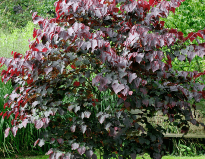 Judášovec kanadský ‘Forest Pansy’