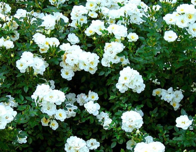 Ruža stromčeková previslá ´Swany´