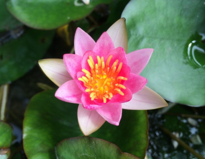 Lekno ´Laydekeri Lilacea´