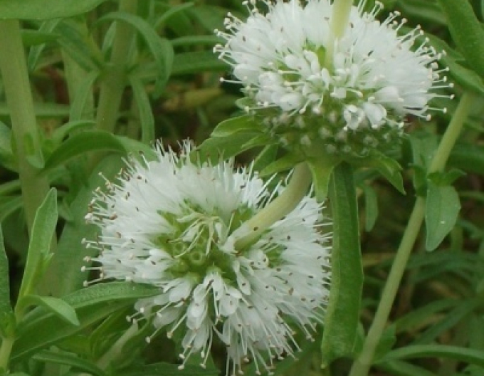 Mäta klasnatá ´Alba´