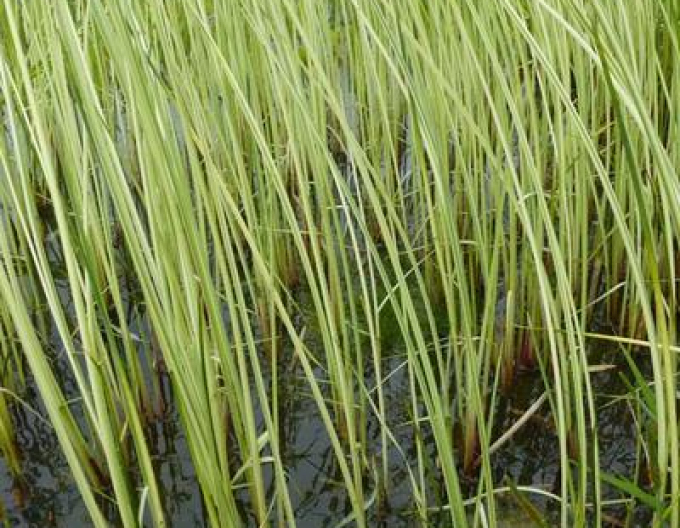 Škripinec jazerný ´Albescens´