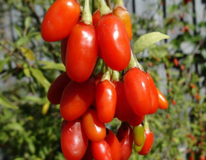 Kustovnica čínska ´Grosfruchtig´