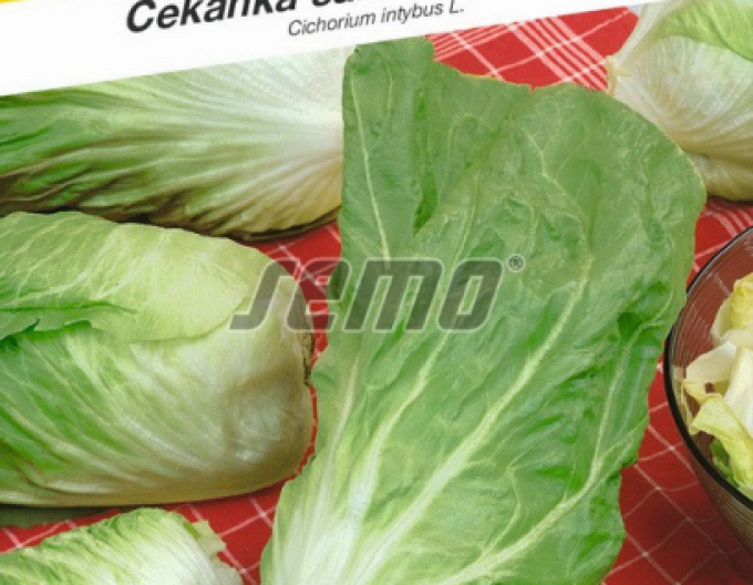 Semo Čakanka šalátová ´Bravo´