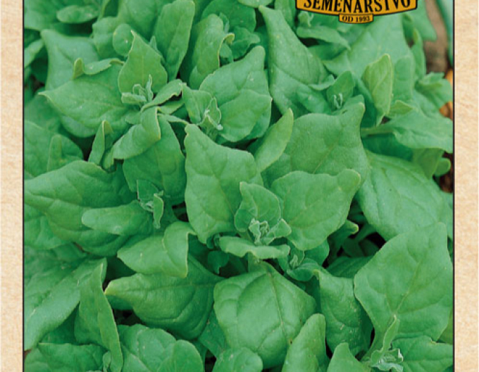 Semenárstvo Špenát novozélandský