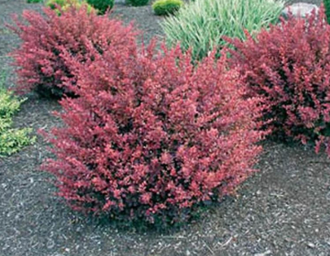 Dráč Thunbergov ´Inspiration´