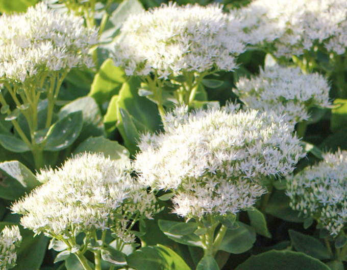 Rozchodník nádherný ’Stardust’