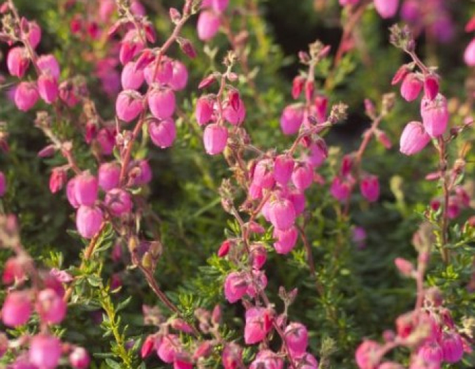 Írsky vres ´Andrea´