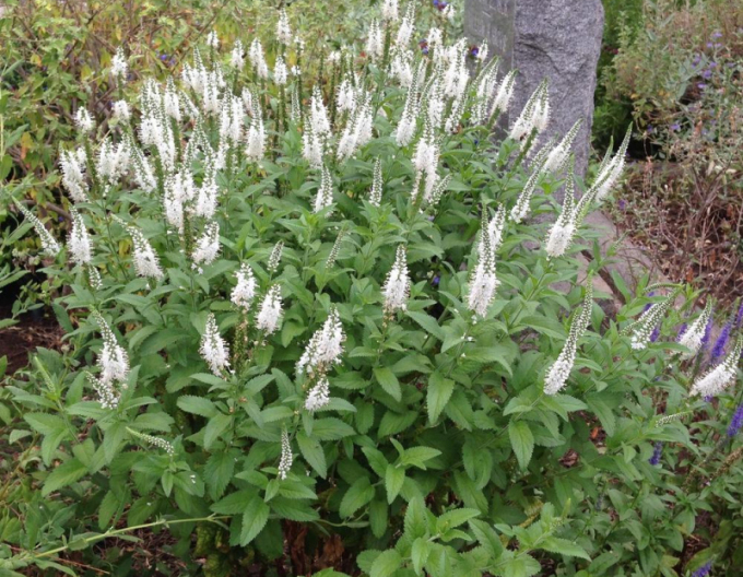 Veronika klasnatá ´Icicle´