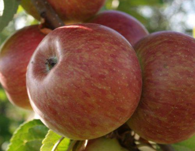 Jabloň stĺpová ´Herald´ zimná, podp. MM106, kont. 2l