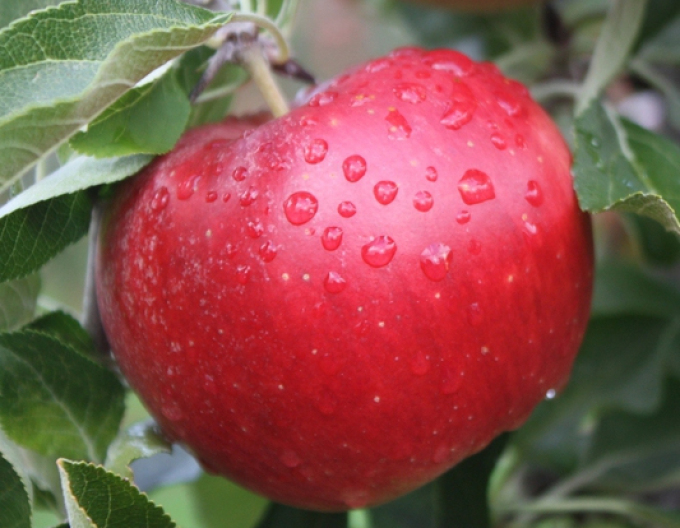 Jabloň ´Idared´ zimná, podp. MM106, voľnok.