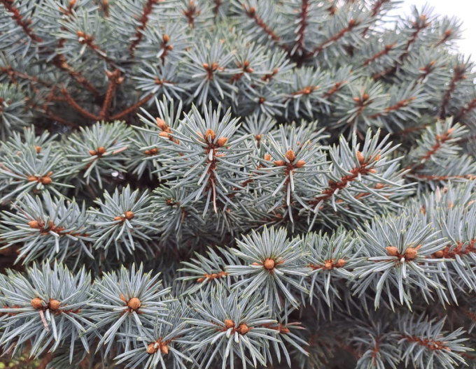 Smrek pichľavý ‘Glauca Globosa´ na kmienku