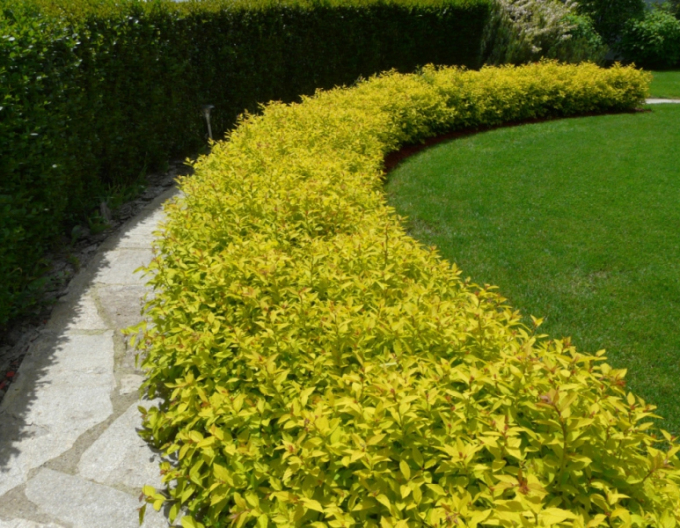 Tavoľník japonský  ’Golden Princess’