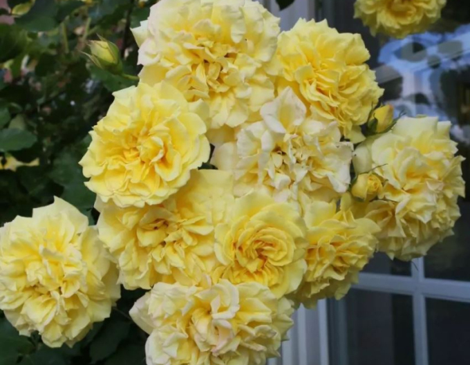 Ruža ´Sterntaler´