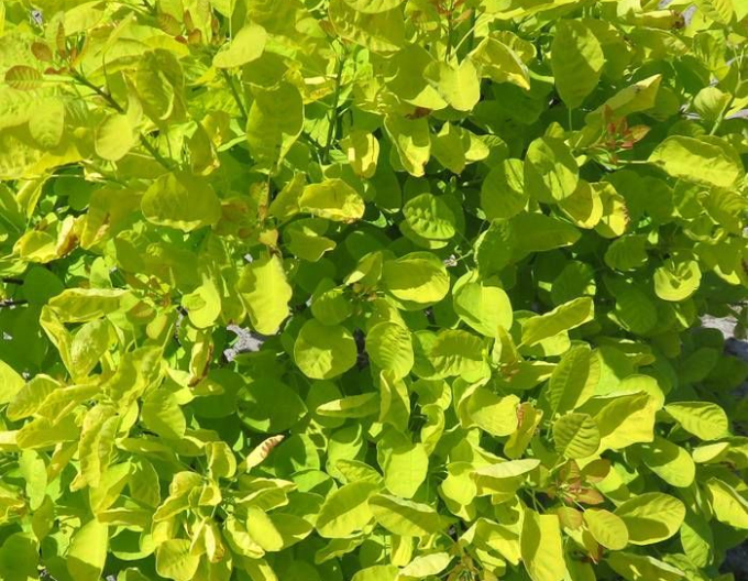 Škumpa vlasatá ´Golden Lady´