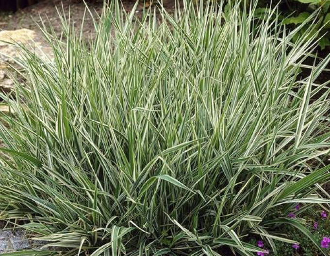 Chrastnica ´Picta´