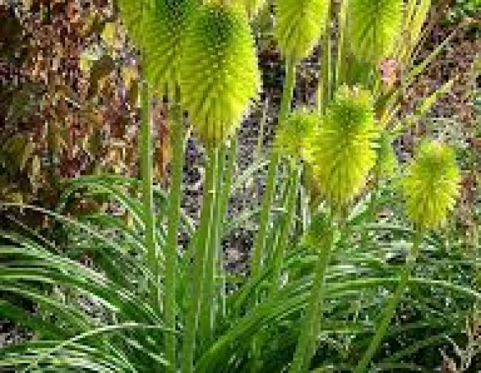 Fakľovka  ’Limelight’