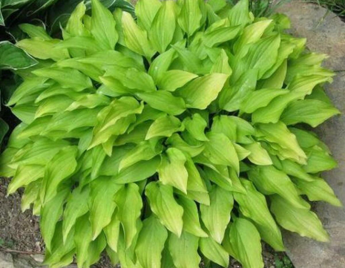 Hosta  ´Lemon Lime´